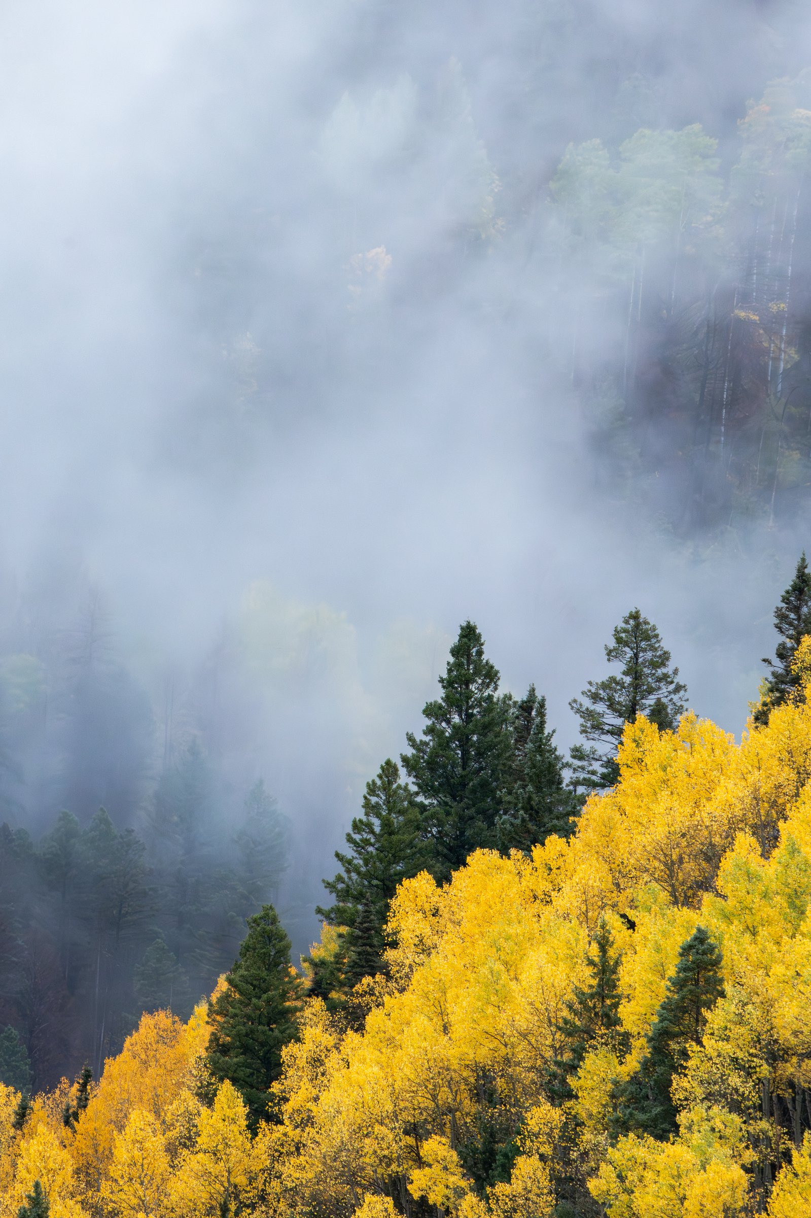 Lone Aspen I